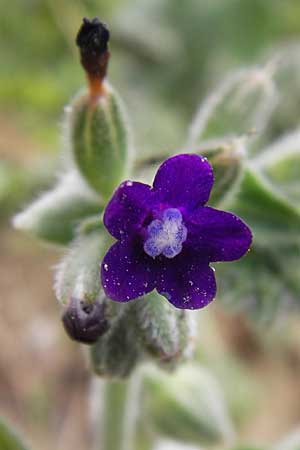 Anchusa hybrida \ Gewellte Ochsenzunge, Hybrid-Ochsenzunge / Undulate Bugloss, GR Peloponnes, Strofylia-Wald bei Metochi-Kalogria / Peloponnese, Strofylia Forest near Metochi-Kalogria 27.3.2013