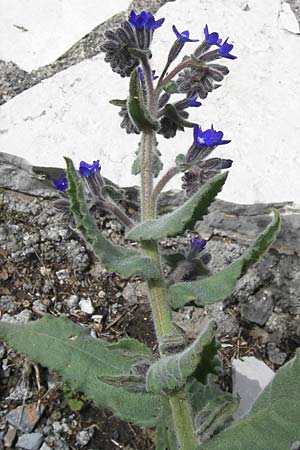 Anchusa hybrida \ Gewellte Ochsenzunge, Hybrid-Ochsenzunge / Undulate Bugloss, GR Peloponnes, Apollon Tempel von Bassae / Peloponnese, Apollon Temple of Bassae 29.3.2013
