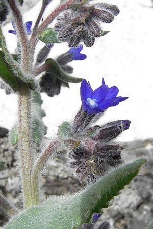 Anchusa hybrida \ Gewellte Ochsenzunge, Hybrid-Ochsenzunge / Undulate Bugloss, GR Peloponnes, Apollon Tempel von Bassae / Peloponnese, Apollon Temple of Bassae 29.3.2013