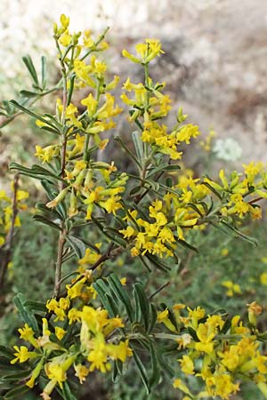 Anthyllis hermanniae \ Dorniger Wundklee, GR Peloponnes, Diakopto 20.5.2024