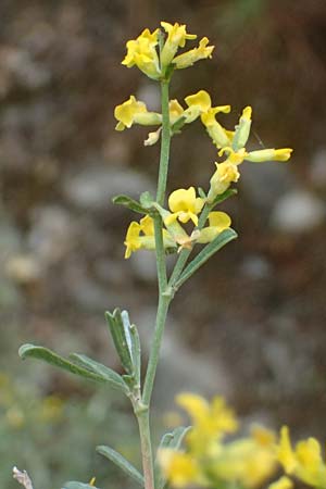 Anthyllis hermanniae \ Dorniger Wundklee, GR Peloponnes, Diakopto 20.5.2024