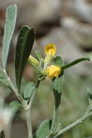 Anthyllis hermanniae \ Dorniger Wundklee, GR Peloponnes, Kalavryta 20.5.2024
