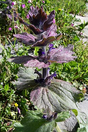 Ajuga orientalis \ stlicher Gnsel, Orientalischer Gnsel / Eastern Bugle, GR Zagoria, Monodendri 15.5.2008
