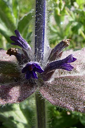 Ajuga orientalis \ stlicher Gnsel, Orientalischer Gnsel / Eastern Bugle, GR Zagoria, Monodendri 15.5.2008