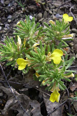 Ajuga iva \ Mittelmeer-G�nsel, Moschus-G�nsel / Musky Bugle, GR Zagoria, Kipi 18.5.2008