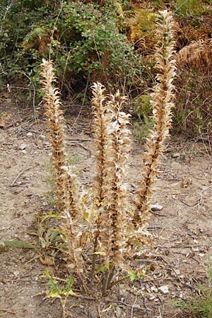 Acanthus spinosus \ Dorniger Akanthus, Dornige B�renklaue / Spiny Bear's Breech, GR Euboea (Evia), Kalianou 29.8.2014
