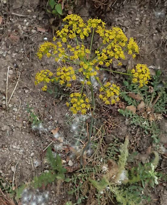 Ferulago nodosa \ Knotige Birkwurz / Eastern Ferulago, GR Peloponnes, Kalavryta 20.5.2024