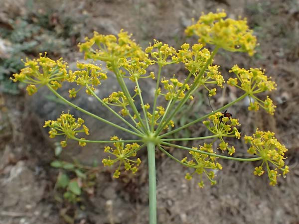 Ferulago nodosa \ Knotige Birkwurz / Eastern Ferulago, GR Peloponnes, Kalavryta 20.5.2024