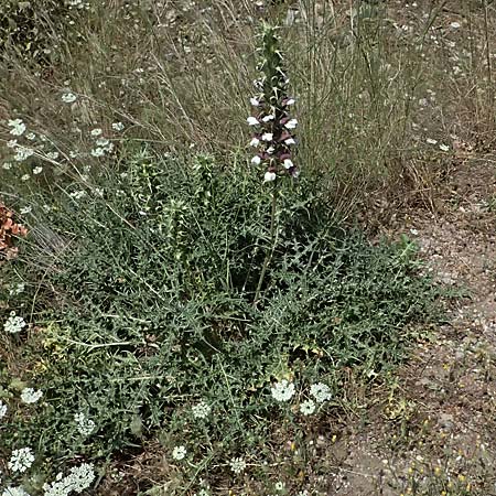 Acanthus spinosus \ Dorniger Akanthus, Dornige B�renklaue / Spiny Bear's Breech, GR Peloponnes, Kalavryta 20.5.2024