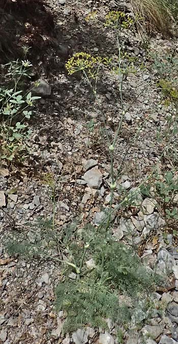 Ferulago nodosa \ Knotige Birkwurz / Eastern Ferulago, GR Peloponnes, Kalavryta 20.5.2024