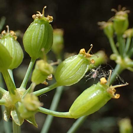 Ferulago nodosa \ Knotige Birkwurz / Eastern Ferulago, GR Peloponnes, Kalavryta 20.5.2024