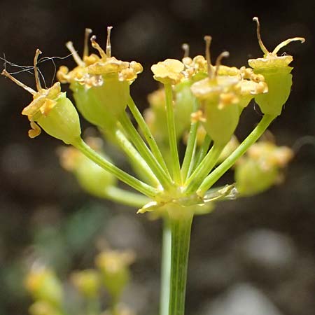 Ferulago nodosa \ Knotige Birkwurz / Eastern Ferulago, GR Peloponnes, Kalavryta 20.5.2024