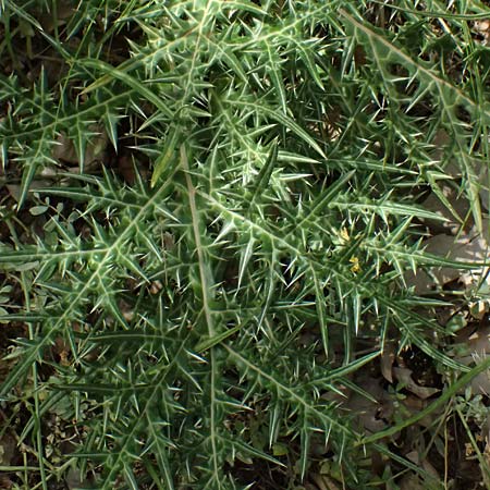 Acanthus spinosus \ Dorniger Akanthus, Dornige B�renklaue / Spiny Bear's Breech, GR Peloponnes, Kalavryta 20.5.2024