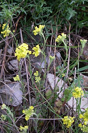 Alyssum montanum \ Berg-Steinkraut / Mountain Alison, Mountain Madwort, GR Joannina 14.5.2008