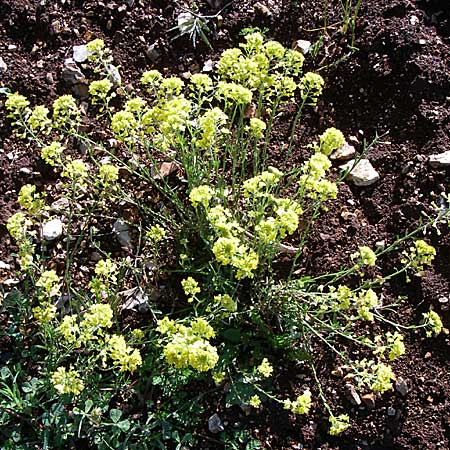 Aurinia saxatilis subsp. orientalis \ &Ouml;stliches Felsen-Steinkraut / Basket of Gold, Goldentuft Alyssum, GR Zagoria, Monodendri 15.5.2008