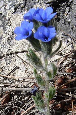 Alkanna tinctoria \ F&auml;rber-Alkanna, Schminkwurz / Alkanet, GR Parnitha 22.5.2008