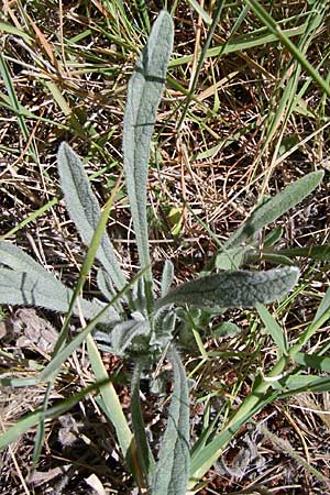 Alkanna tinctoria \ F&auml;rber-Alkanna, Schminkwurz / Alkanet, GR Parnitha 22.5.2008