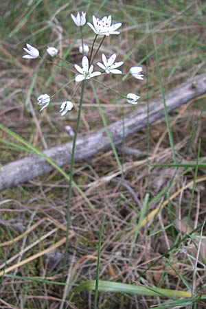 Allium subhirsutum \ Wimperbl&auml;ttriger Lauch / Hairy Garlic, GR Parnitha 22.5.2008