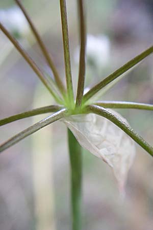 Allium subhirsutum \ Wimperbl&auml;ttriger Lauch / Hairy Garlic, GR Parnitha 22.5.2008
