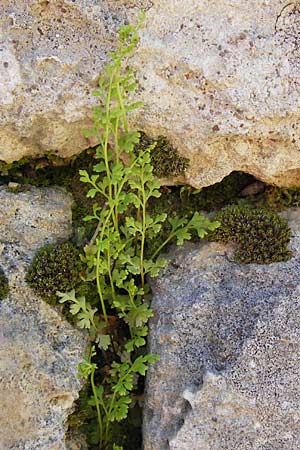 Anogramma leptophylla \ D�nnbl�ttriger Nacktfarn / Jersey Fern, GR Peloponnes, Olympia 28.3.2013