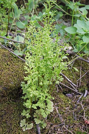 Anogramma leptophylla \ D�nnbl�ttriger Nacktfarn / Jersey Fern, GR Peloponnes, Gythio 30.3.2013