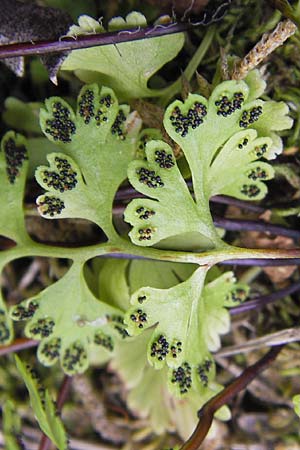 Anogramma leptophylla \ D�nnbl�ttriger Nacktfarn / Jersey Fern, GR Peloponnes, Gythio 30.3.2013