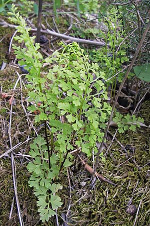 Anogramma leptophylla \ D�nnbl�ttriger Nacktfarn / Jersey Fern, GR Peloponnes, Gythio 30.3.2013