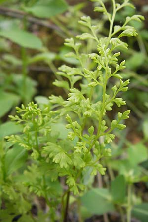 Anogramma leptophylla \ D�nnbl�ttriger Nacktfarn / Jersey Fern, GR Peloponnes, Gythio 30.3.2013