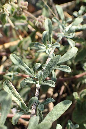 Alyssum montanum \ Berg-Steinkraut / Mountain Alison, Mountain Madwort, GR Euboea (Evia), Drimona 30.8.2017