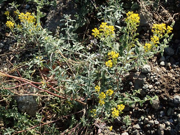 Alyssum montanum \ Berg-Steinkraut / Mountain Alison, Mountain Madwort, GR Euboea (Evia), Drimona 30.8.2017