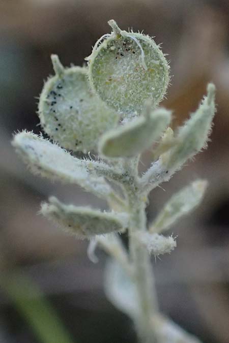 Alyssum strigosum \ Schlankes Steinkraut / Slender Alison, GR Hymettos 11.4.2024