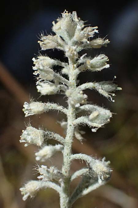 Alyssum strigosum \ Schlankes Steinkraut / Slender Alison, GR Hymettos 11.4.2024