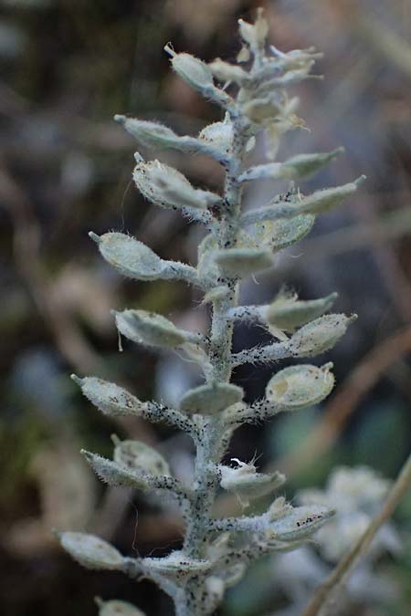 Alyssum strigosum \ Schlankes Steinkraut / Slender Alison, GR Hymettos 11.4.2024