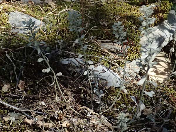 Alyssum strigosum \ Schlankes Steinkraut / Slender Alison, GR Hymettos 11.4.2024