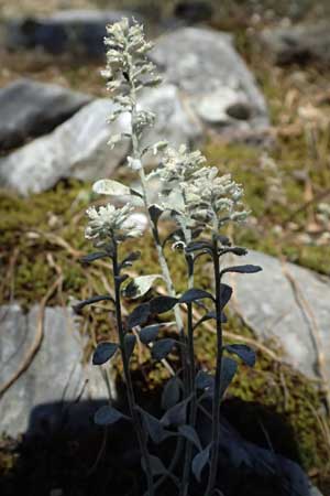Alyssum strigosum \ Schlankes Steinkraut / Slender Alison, GR Hymettos 11.4.2024