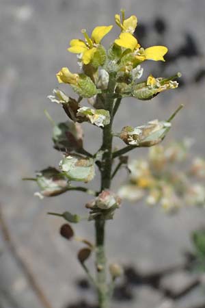 Alyssum montanum \ Berg-Steinkraut / Mountain Alison, Mountain Madwort, GR Peloponnes, Saitas 19.5.2024