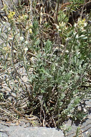 Alyssum montanum \ Berg-Steinkraut / Mountain Alison, Mountain Madwort, GR Peloponnes, Saitas 19.5.2024
