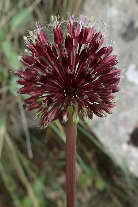 Allium bourgeaui \ Bourgeaus Lauch / Bourgeau's Leek, GR Peloponnes, Kalavryta 20.5.2024