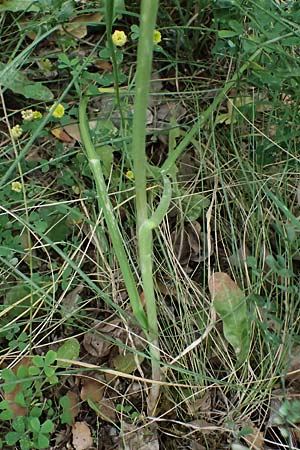 Allium bourgeaui \ Bourgeaus Lauch / Bourgeau's Leek, GR Peloponnes, Kalavryta 20.5.2024