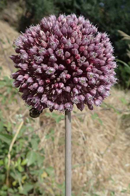 Allium rotundum \ Kugeliger Lauch / Sand Leek, GR Peloponnes, Taygetos, Viros - Schlucht / Gorge 25.5.2024