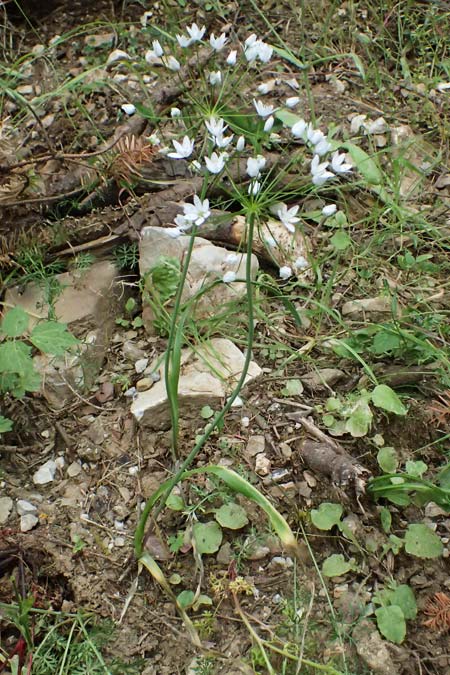 Allium neapolitanum \ Neapolitanischer Lauch / White Garlic, GR Peloponnes, Taygetos 27.5.2024