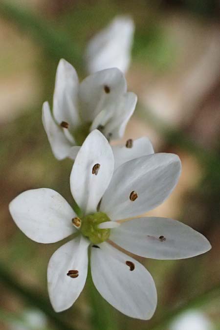 Allium neapolitanum \ Neapolitanischer Lauch / White Garlic, GR Peloponnes, Taygetos 27.5.2024