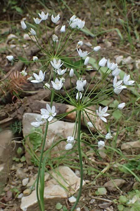 Allium neapolitanum \ Neapolitanischer Lauch / White Garlic, GR Peloponnes, Taygetos 27.5.2024
