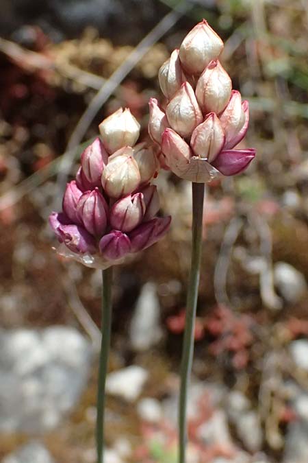 Allium gomphrenoides \ Gomphrena-Lauch / Gomphrena Garlic, GR Peloponnes, Taygetos, Viros - Schlucht / Gorge 31.5.2024