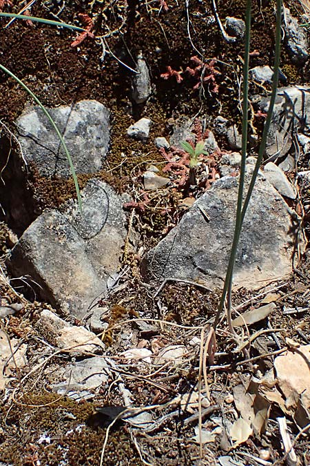 Allium gomphrenoides \ Gomphrena-Lauch / Gomphrena Garlic, GR Peloponnes, Taygetos, Viros - Schlucht / Gorge 31.5.2024