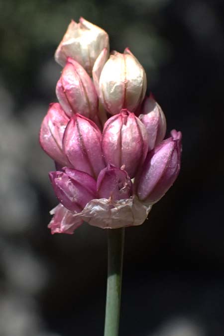 Allium gomphrenoides \ Gomphrena-Lauch / Gomphrena Garlic, GR Peloponnes, Taygetos, Viros - Schlucht / Gorge 31.5.2024