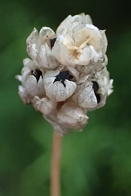 Allium gomphrenoides \ Gomphrena-Lauch / Gomphrena Garlic, GR Peloponnes, Taygetos, Viros - Schlucht / Gorge 10.7.2024