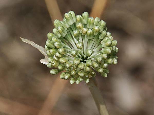 Allium chamaespathum \ Scheidiger Lauch / Sheated Leek, GR Akrokorinth 8.9.2014 (Photo: Gisela Nikolopoulou)