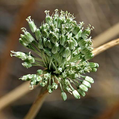 Allium chamaespathum \ Scheidiger Lauch / Sheated Leek, GR Akrokorinth 8.9.2014 (Photo: Gisela Nikolopoulou)