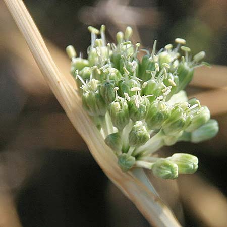 Allium chamaespathum \ Scheidiger Lauch / Sheated Leek, GR Akrokorinth 16.9.2014 (Photo: Gisela Nikolopoulou)